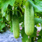 Figokart Sark F1 Hybrid Cucumber Seeds 129 Pis