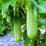 Figokart Sark F1 Hybrid Cucumber Seeds 129 Pis