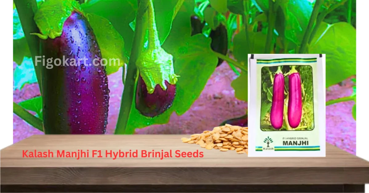 Kalash Manjhi F1 hybrid Brinjal Seeds