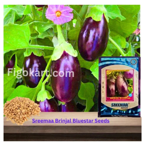 Sreemaa Brinjal Bluestar Seeds