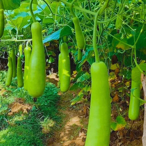 Figokart Rekha F1 Hybrid Bottel Gourd Seeds 129 Pis