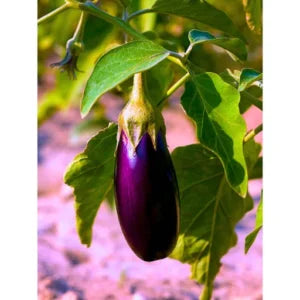 Figokart Anu F1 Hybrid Brinjal Seeds 129 Pis