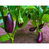 Figokart Rekha F1 Hybrid Brinjal Seeds 129 Pis