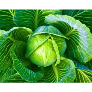 Figokart Abhi 175 F1 Hybrid Cabbage Seeds (129 Pis)