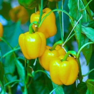 Figokart Anu F1 Hybrid Capsicum Seeds 129 Pis