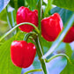 Figokart Red Queen F1 Hybrid Capsicum Seeds 129 Pis