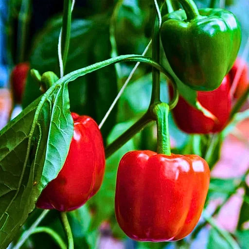 Figokart Chintu F1 Hybrid Capsicum Seeds 129 Pis