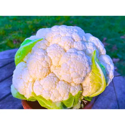 Figokart Nikita F1 Hybrid Cauliflower Seeds 129 Pis