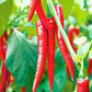 Figokart Megha F1 Hybrid Chilli Seeds 129 Pis