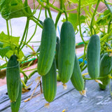 Figokart M82B F1 Hybrid Cucumber Seeds 129 Pis