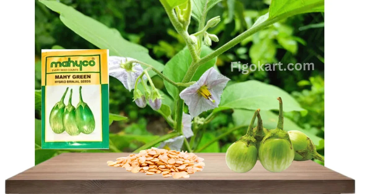 Sungro SBJH 5005 F1 Hybrid Brinjal Seeds