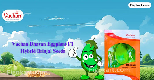 New Vachan Dhavan Eggplant F1 Hybrid Brinjal Vegetable Seeds