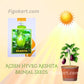 New Acsen Hyveg Akshita F1 Hybrid Brinjal Seeds