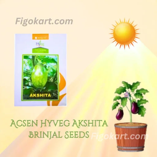 New Acsen Hyveg Akshita F1 Hybrid Brinjal Seeds