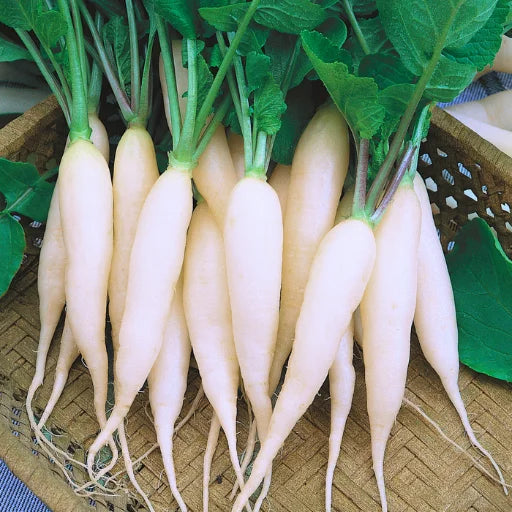 Figokart Rekha F1 Hybrid Radish Seeds 129 Pis