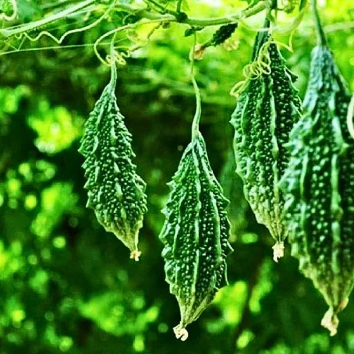 Figokart F1 Hybrid Bitter Gourd Seeds (29 Pis)