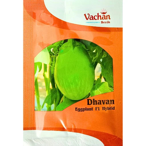 Vachan Dhavan F1 Hybrid Brinjal Vegetable Seeds