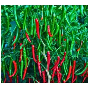 Figokart Rani 002 F1 Hybrid  Chilli Seeds 129 Pis