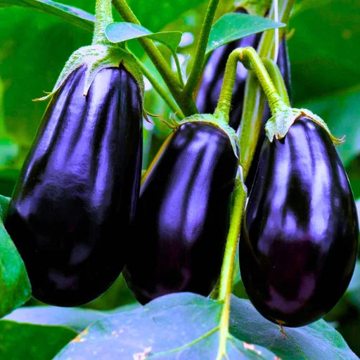 Figokart Arpita 08 Viraj F1 Hybrid Brinjal Seeds 129 Pis