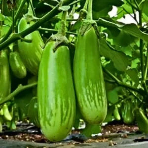 Figokart Nikita F1 Hybrid Brinjal Seeds (129 Pis)