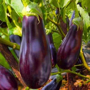 Figokart Queen Rani 20 F1 Hybrid Brinjal Seeds (129 Pis)