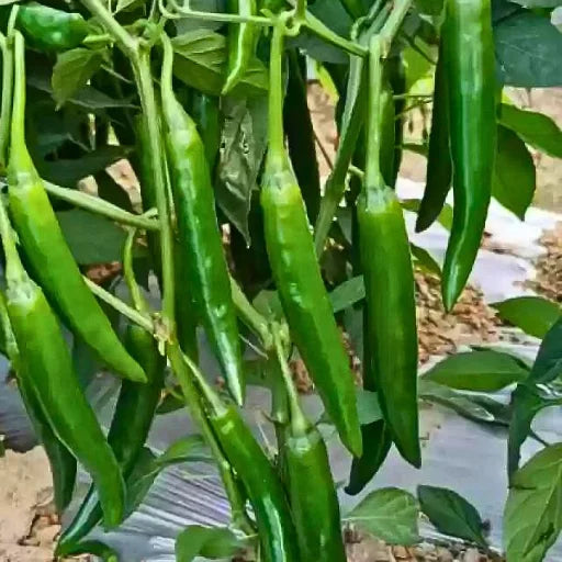 Figokart Green F1 Hybrid Chilli Seeds (129 Pis)