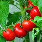 Figokart Queen F1 Hybrid Tomato Seeds 129 Pis